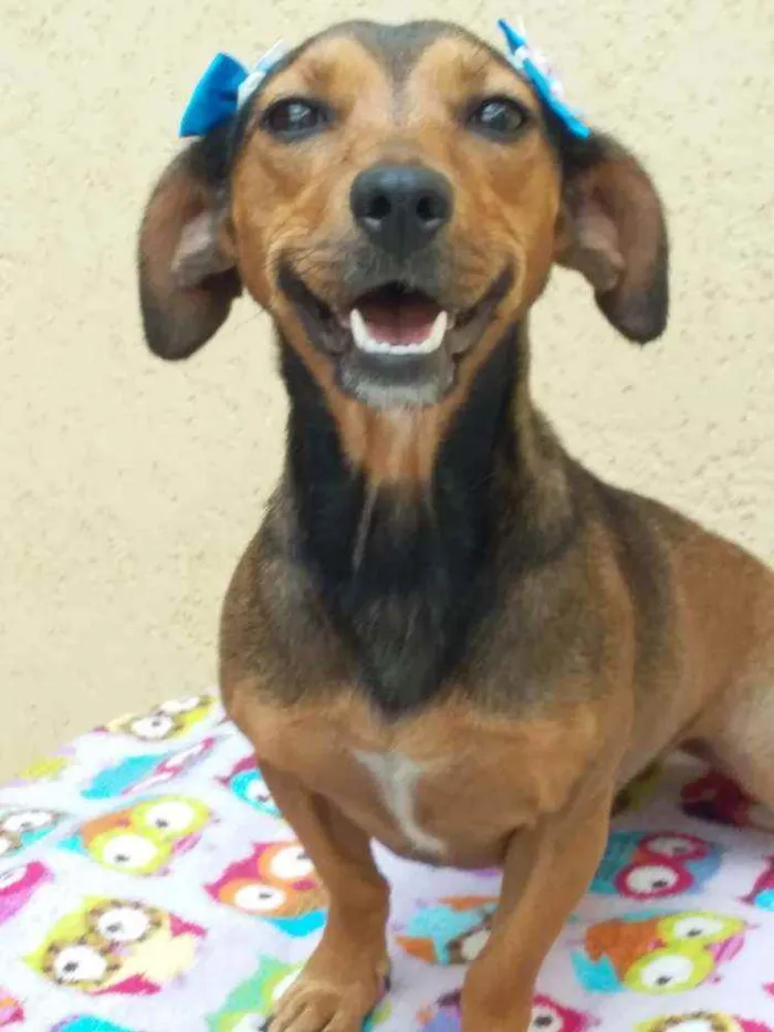 Cachorro raça Dachshund ( mestiça  idade 1 ano nome Mel ( mestiça)