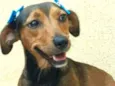 Cachorro raça Dachshund ( mestiça  idade 1 ano nome Mel ( mestiça)