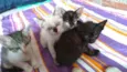 Gatinhos bebês