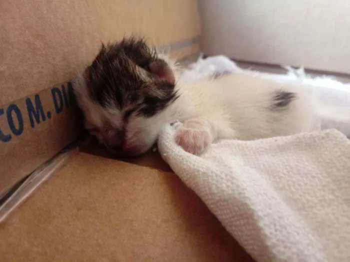 Gato ra a  idade Abaixo de 2 meses nome Otis