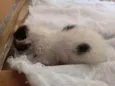 Otis