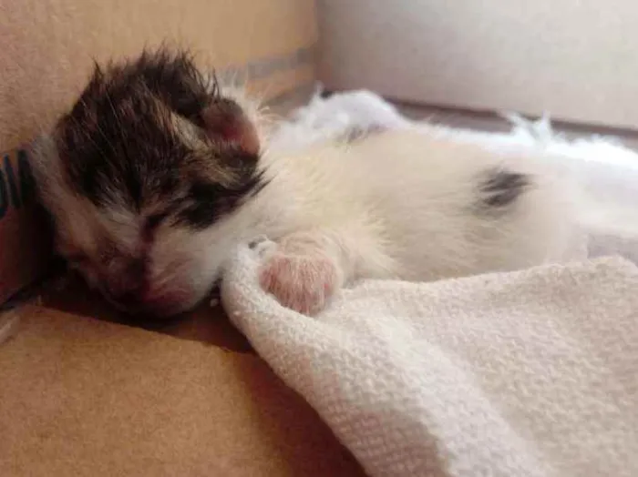 Gato ra a  idade Abaixo de 2 meses nome Otis
