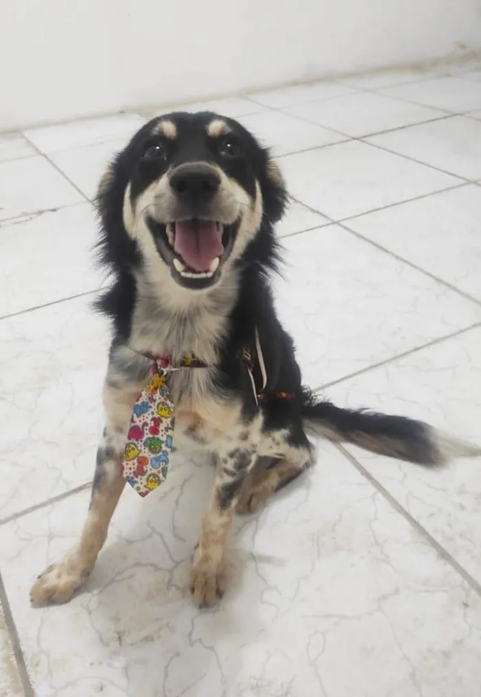 Cachorro ra a SRD-ViraLata idade 2 anos nome Guará
