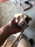 Pepita