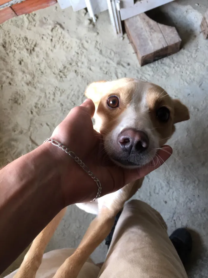 Cachorro ra a  idade 2 anos nome Pepita