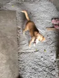 Pepita