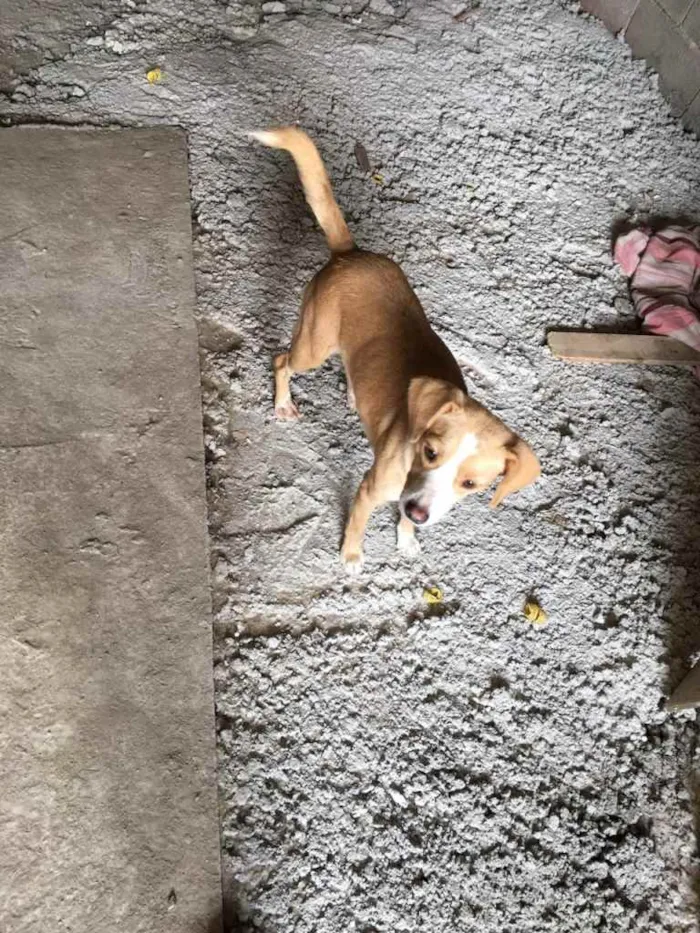 Cachorro ra a  idade 2 anos nome Pepita