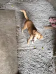 Pepita