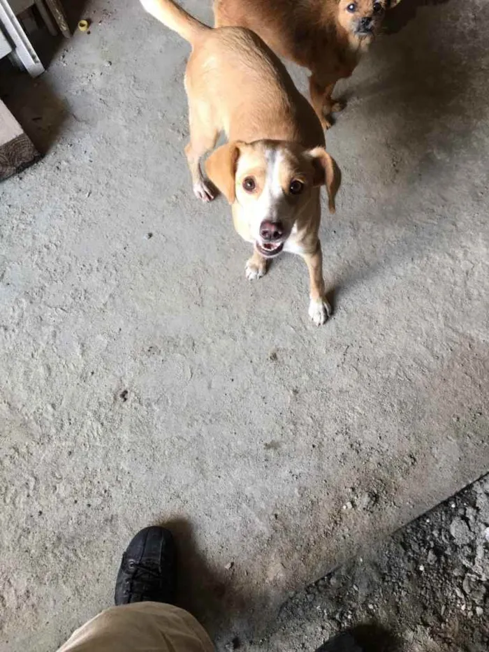 Cachorro ra a  idade 2 anos nome Pepita