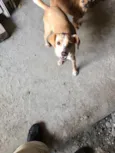 Pepita