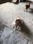 Pepita