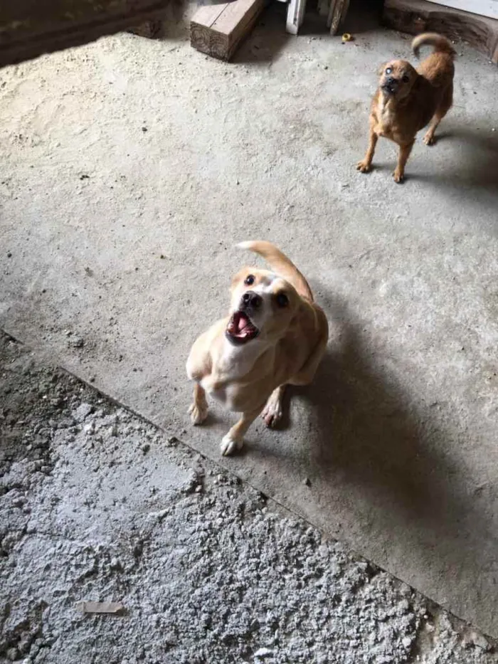 Cachorro ra a  idade 2 anos nome Pepita