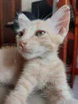 Rony