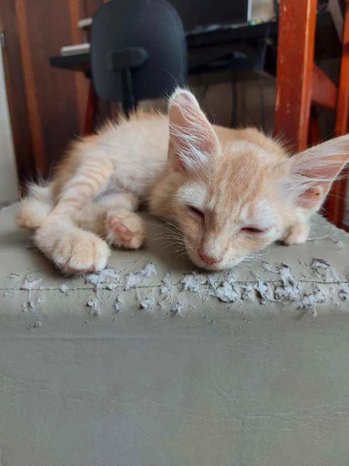 Gato ra a Vira-lata  idade 2 a 6 meses nome Rony