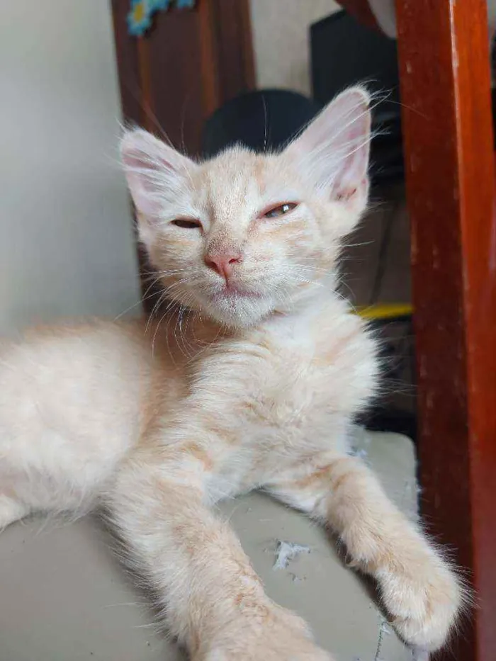 Gato ra a Vira-lata  idade 2 a 6 meses nome Rony