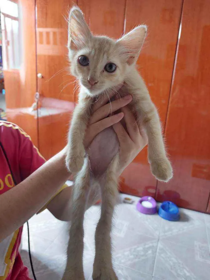 Gato ra a Vira-lata  idade 2 a 6 meses nome Rony