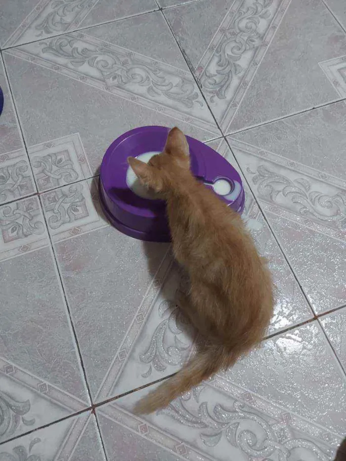 Gato ra a Vira-lata  idade 2 a 6 meses nome Rony