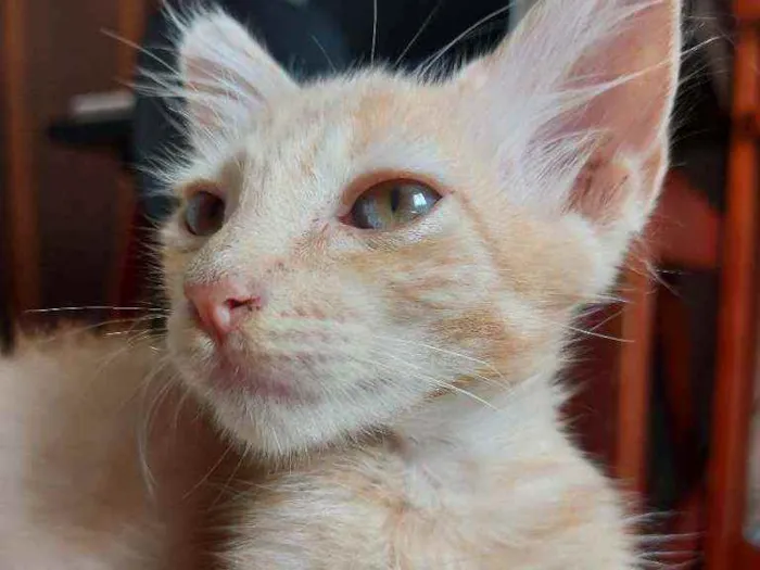 Gato ra a Vira-lata  idade 2 a 6 meses nome Rony