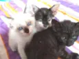 Gatinhos bebês
