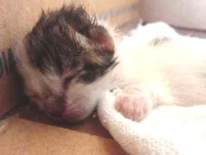 Gato raça  idade Abaixo de 2 meses nome Otis