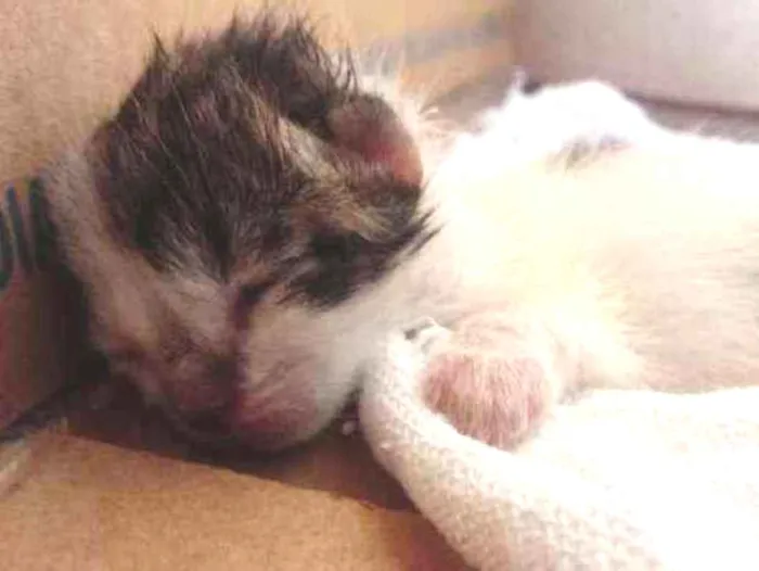 Gato ra a  idade Abaixo de 2 meses nome Otis