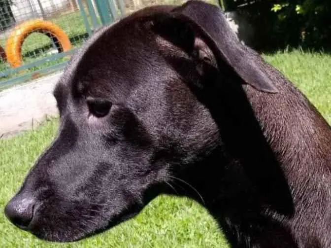 Cachorro raça Vira lata  idade 1 ano nome Lilich