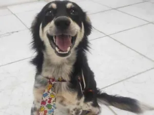 Cachorro raça SRD-ViraLata idade 2 anos nome Guará