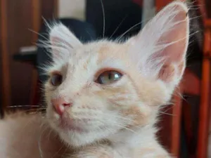 Gato raça Vira-lata  idade 2 a 6 meses nome Rony