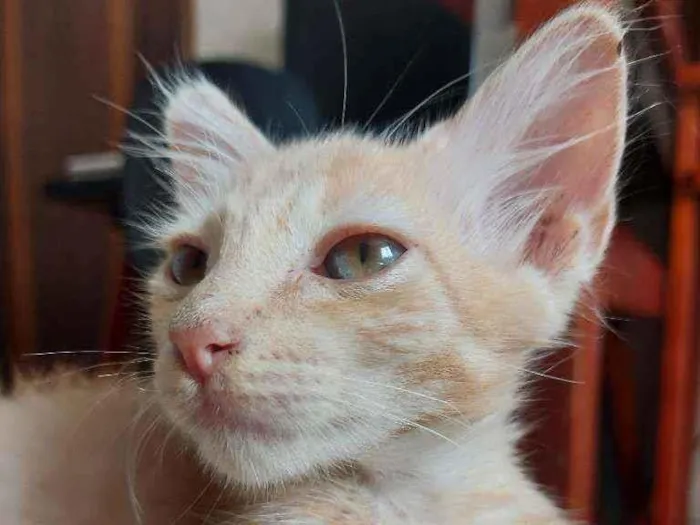 Gato ra a Vira-lata  idade 2 a 6 meses nome Rony