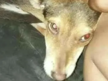 Cachorro ra a SRD idade 2 a 6 meses nome menina
