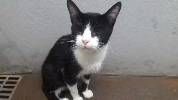 Gato raça SRD-ViraLata idade 2 a 6 meses nome Cats
