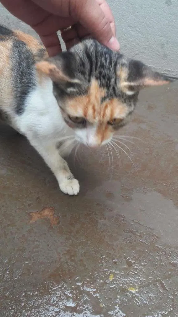 Gato raça SRD-ViraLata idade 2 a 6 meses nome Cats