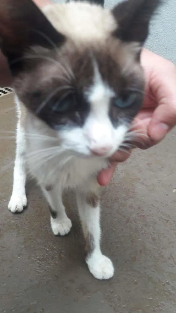 Gato raça SRD-ViraLata idade 2 a 6 meses nome Cats