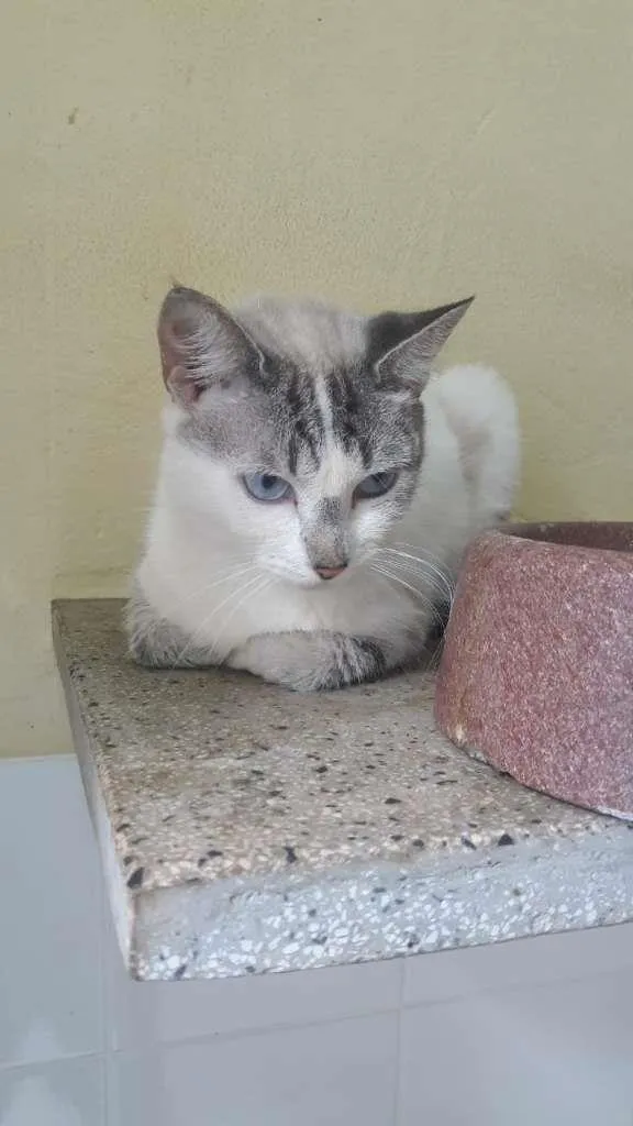 Gato raça SRD-ViraLata idade 2 a 6 meses nome Cats