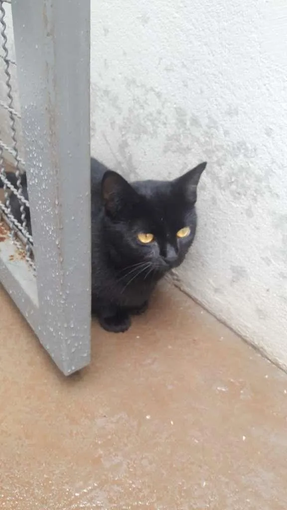 Gato raça SRD-ViraLata idade 2 a 6 meses nome Cats