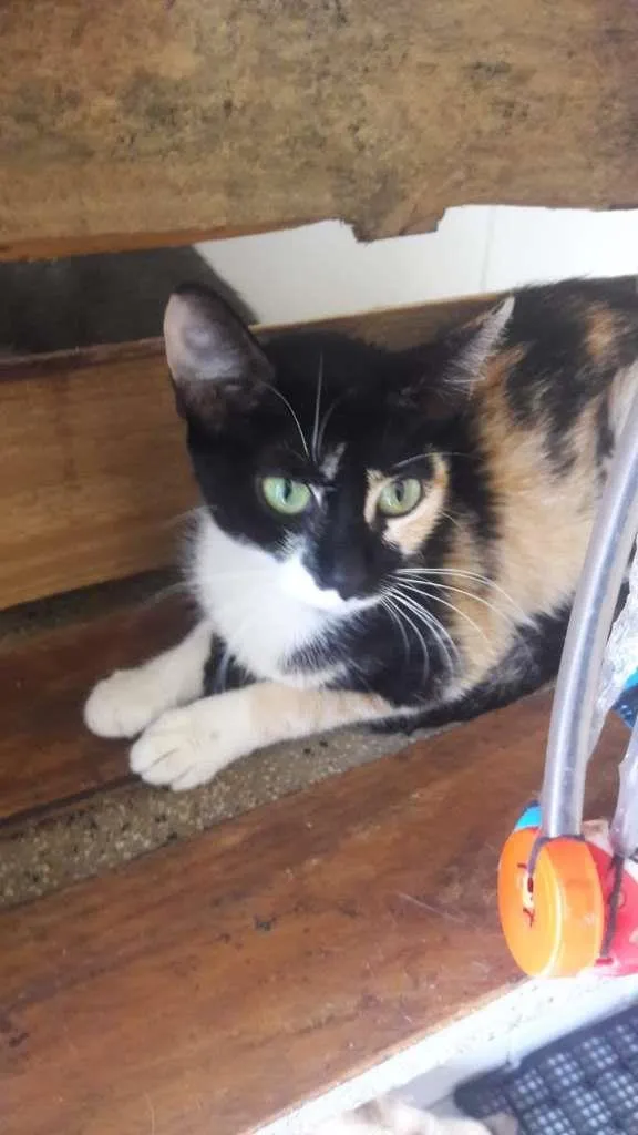 Gato raça SRD-ViraLata idade 2 a 6 meses nome Cats