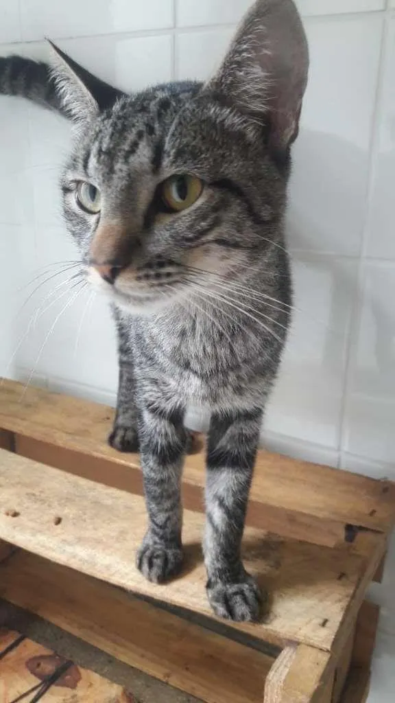 Gato raça SRD-ViraLata idade 2 a 6 meses nome Cats