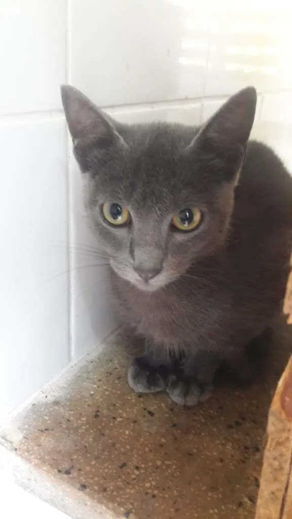 Gato raça SRD-ViraLata idade 2 a 6 meses nome Cats