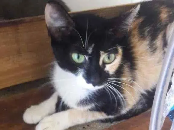 Gato raça SRD-ViraLata idade 2 a 6 meses nome Cats