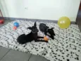 2 filhotes pretos