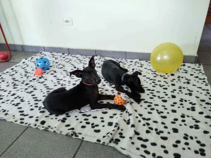 Cachorro raça Srd idade 2 a 6 meses nome 2 filhotes pretos