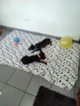 2 filhotes pretos