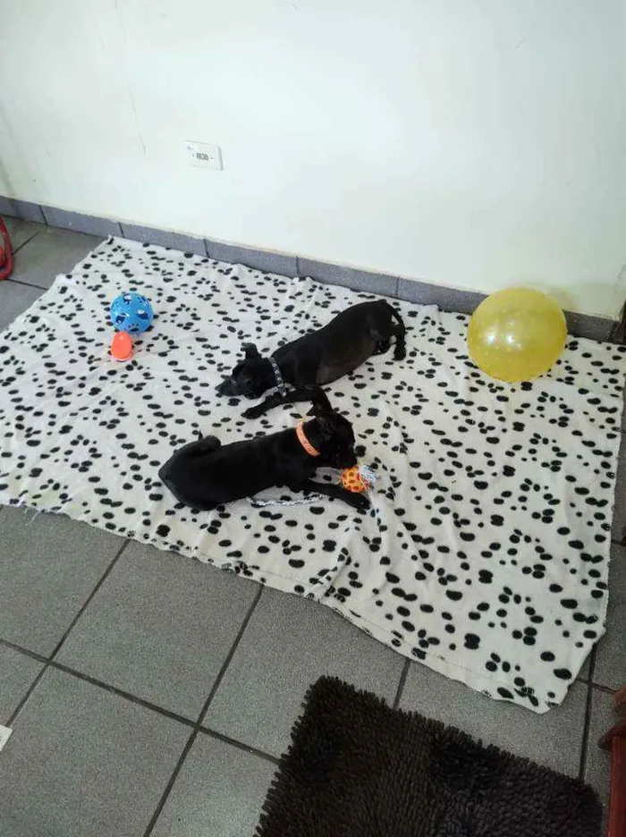 Cachorro raça Srd idade 2 a 6 meses nome 2 filhotes pretos