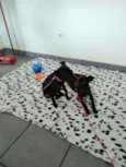 2 filhotes pretos