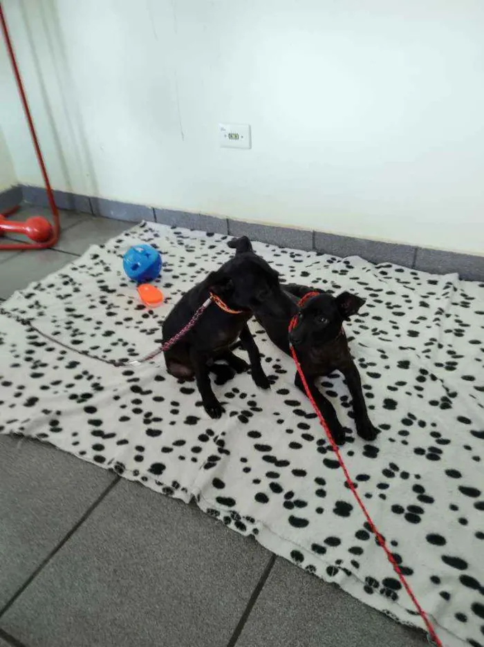 Cachorro raça Srd idade 2 a 6 meses nome 2 filhotes pretos