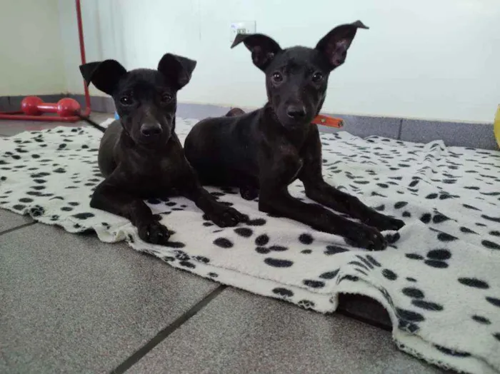 Cachorro raça Srd idade 2 a 6 meses nome 2 filhotes pretos