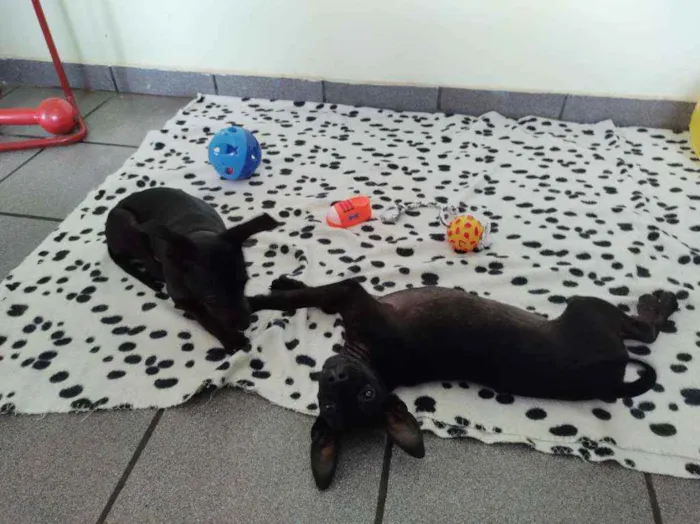 Cachorro raça Srd idade 2 a 6 meses nome 2 filhotes pretos