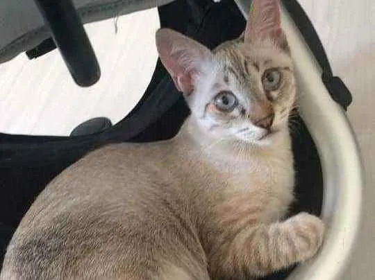 Gato ra a Siamês mistura com viralata  idade 2 a 6 meses nome Rajar