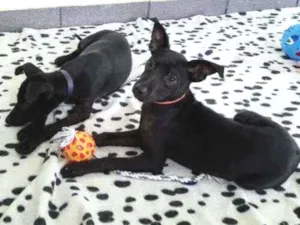 Cachorro raça Srd idade 2 a 6 meses nome 2 filhotes pretos