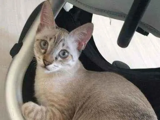Gato ra a Siamês mistura com viralata  idade 2 a 6 meses nome Rajar